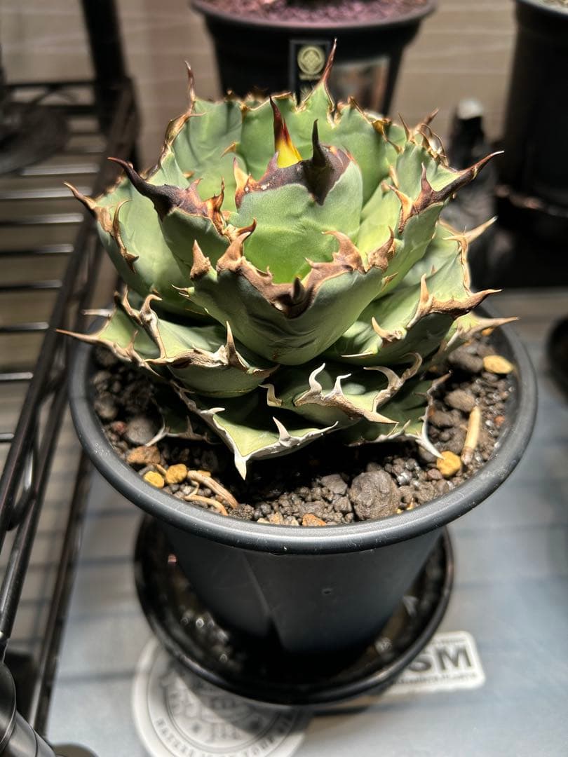 中型アガベ 姫厳龍