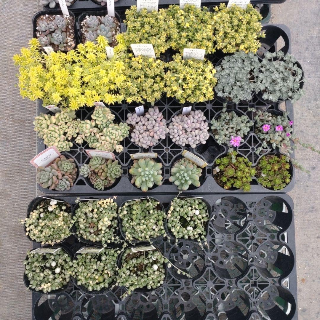 日曜月曜マフ65ワンダ31 harmo29さん専用