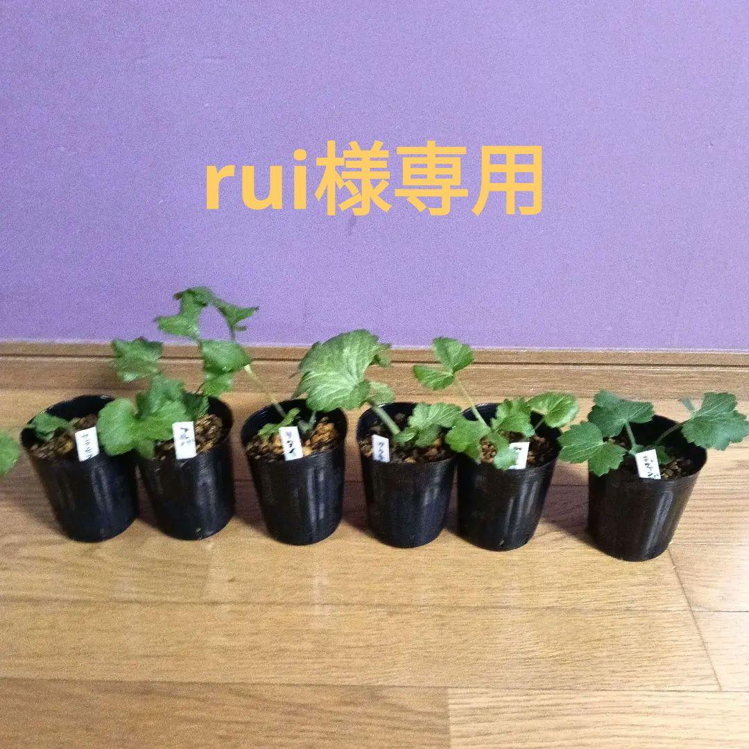 rui ラナンキュラスラックス 芽出し苗 6種セット！⑨⑪