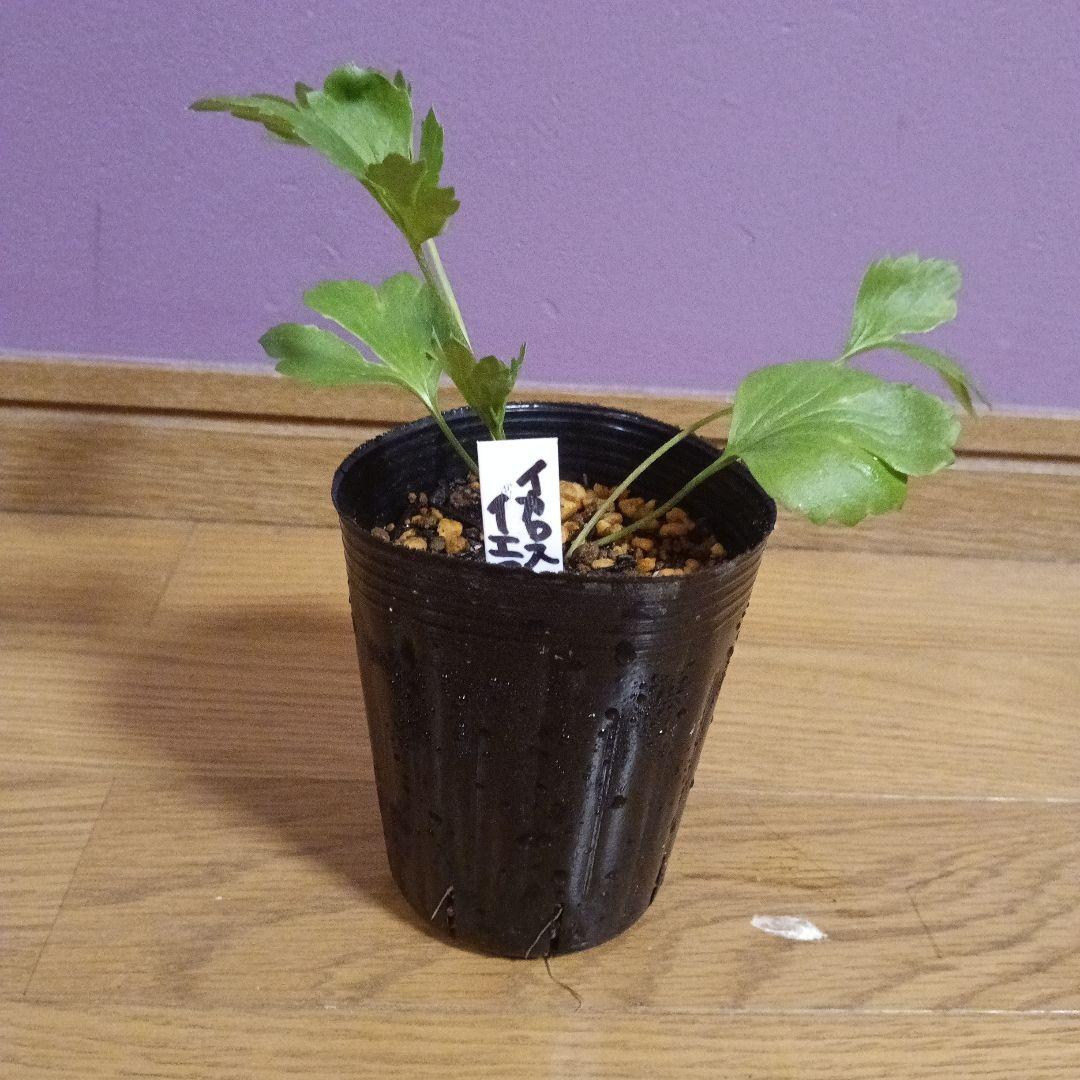 rui ラナンキュラスラックス 芽出し苗 6種セット！⑨⑪