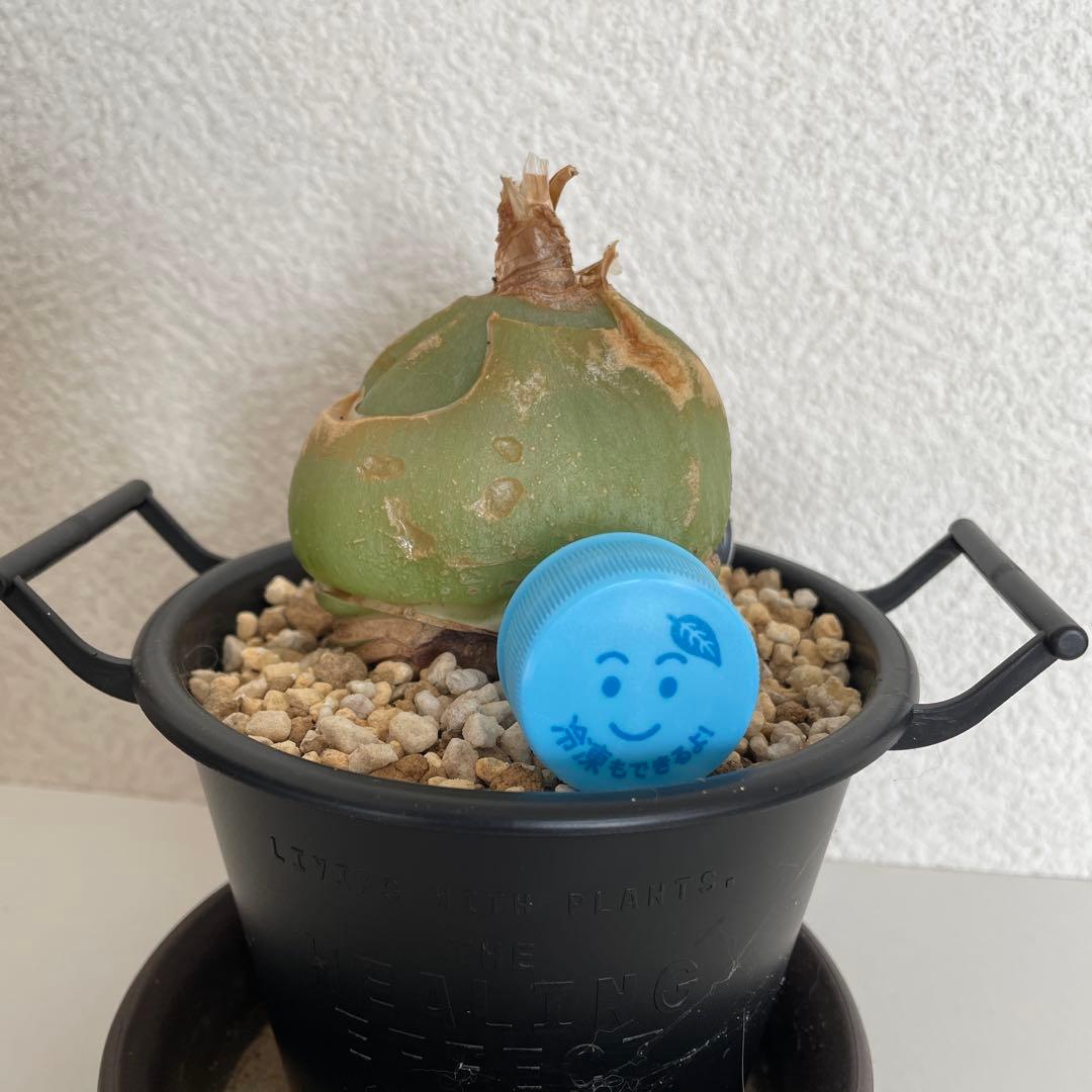 ソウカクデン抜き苗・発送休止