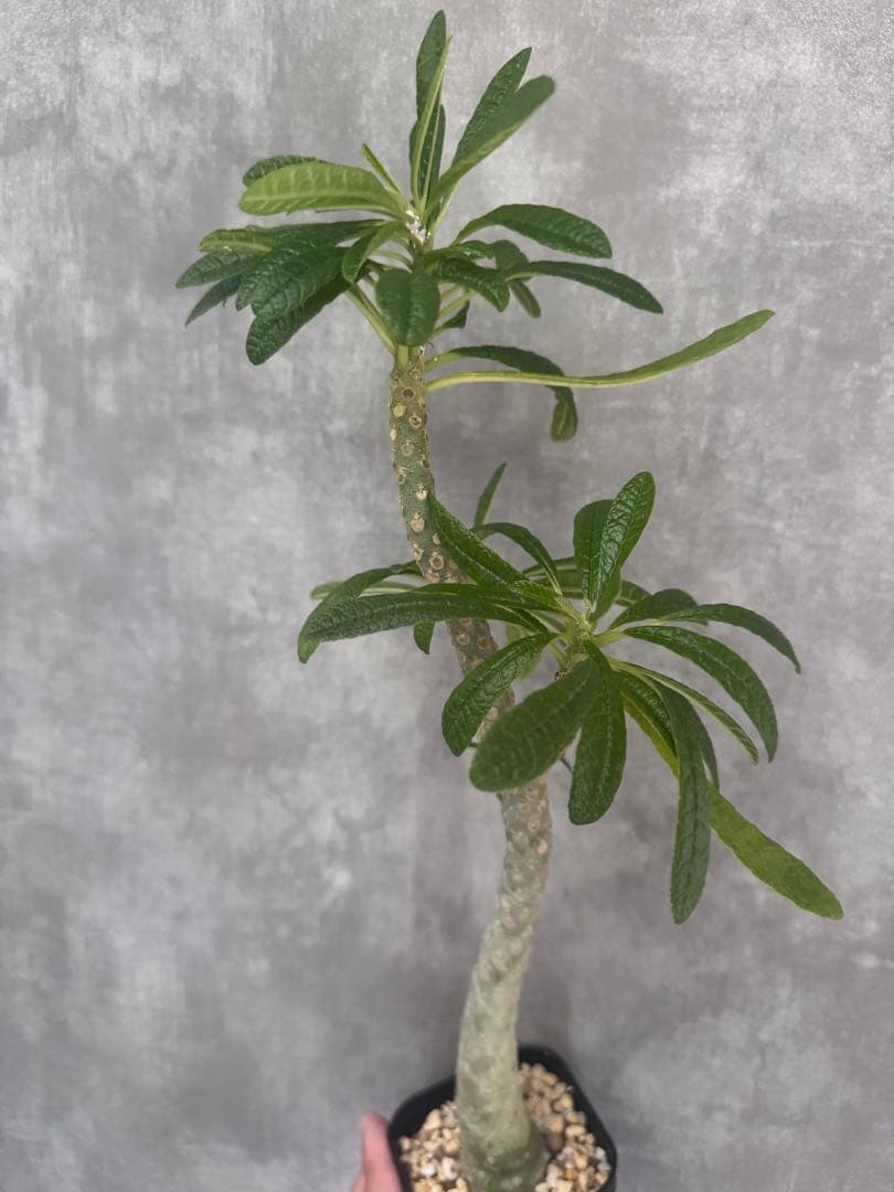 ドロステニアニ　ギガス　レア種