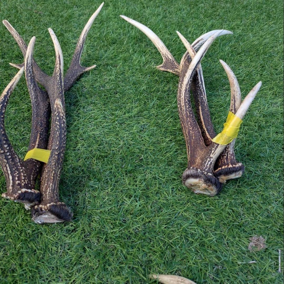 鹿　角 置物 20本(10対) ニホンジカ