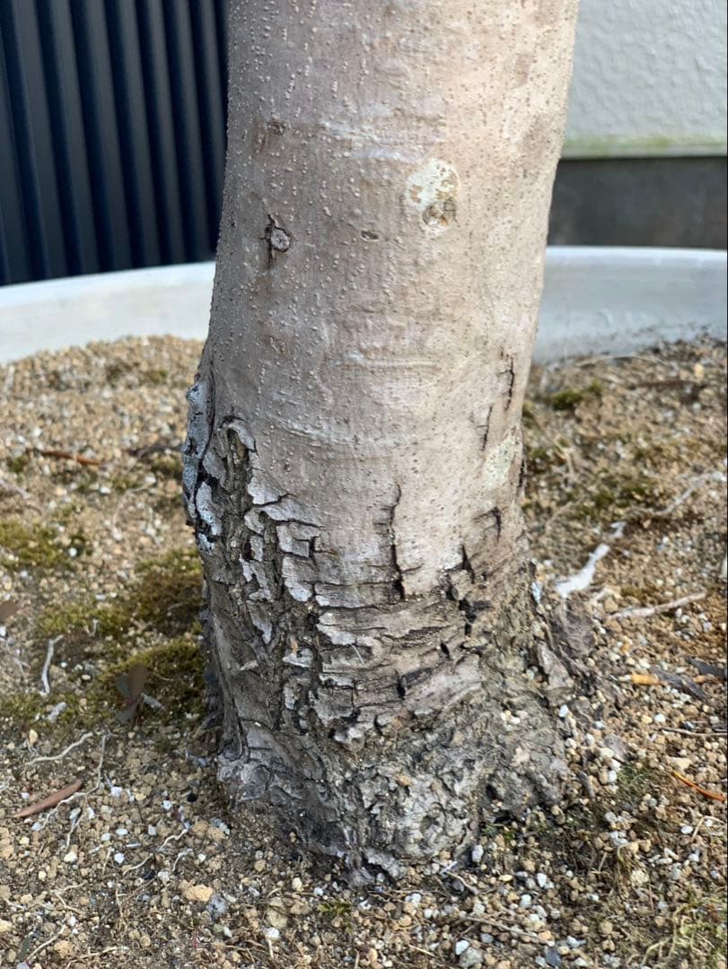 (引取り限定)オリーブの木