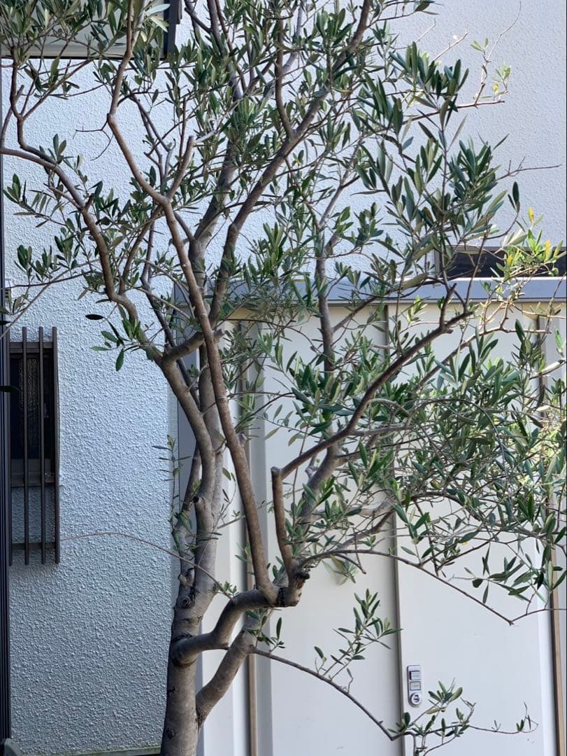 (引取り限定)オリーブの木