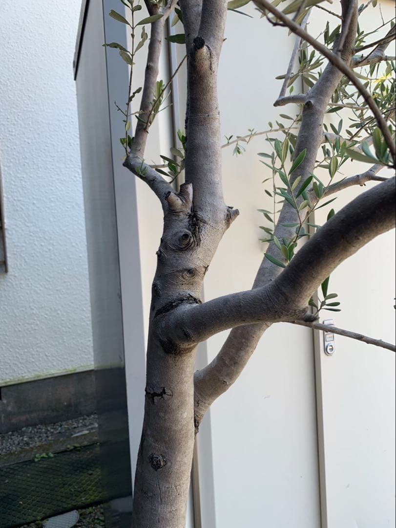 (引取り限定)オリーブの木