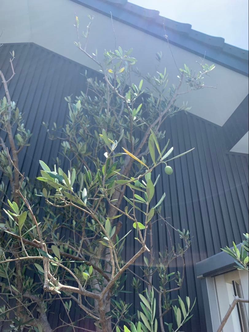 (引取り限定)オリーブの木