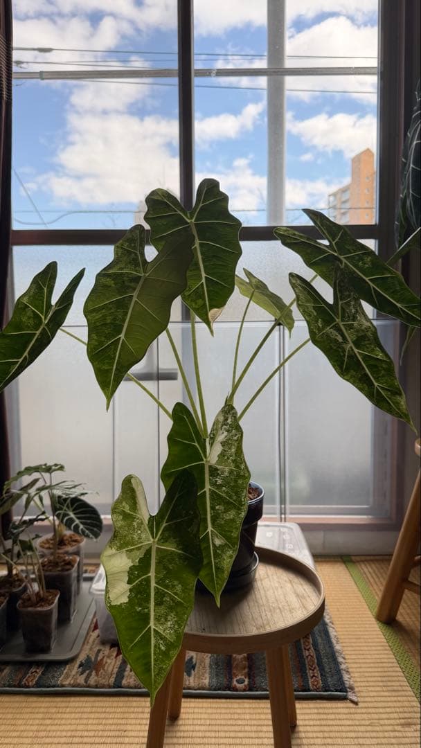 アロカシア　グリーンベルベット　斑入