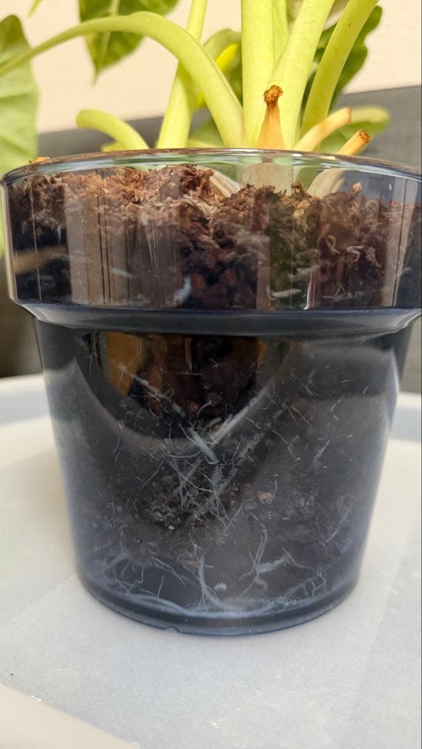 アロカシア　グリーンベルベット　斑入