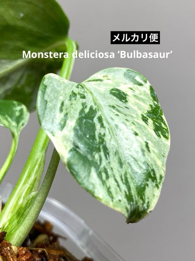 ①【全葉斑入り‼️】モンステラ　デリシオーサ　バルバソー　フシギダネ/ベトシオーサ