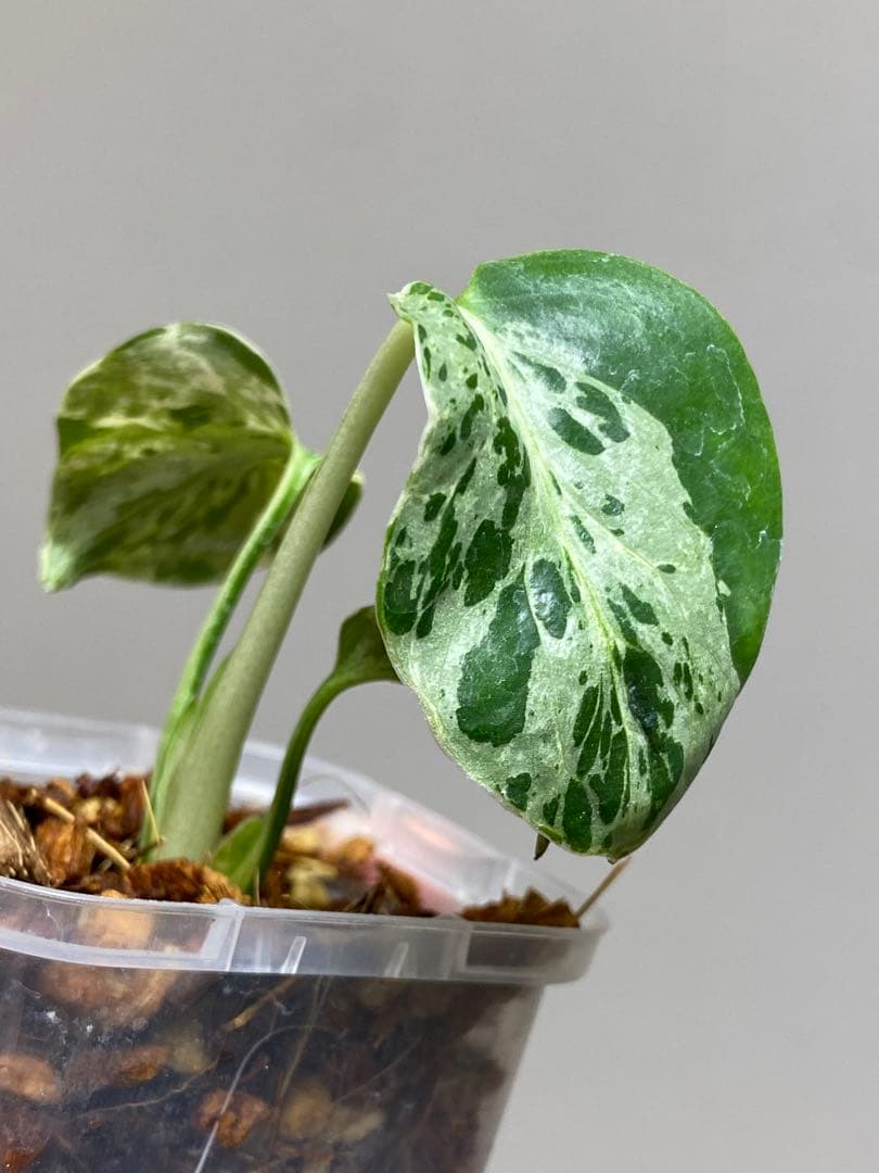 ①【全葉斑入り‼️】モンステラ　デリシオーサ　バルバソー　フシギダネ/ベトシオーサ