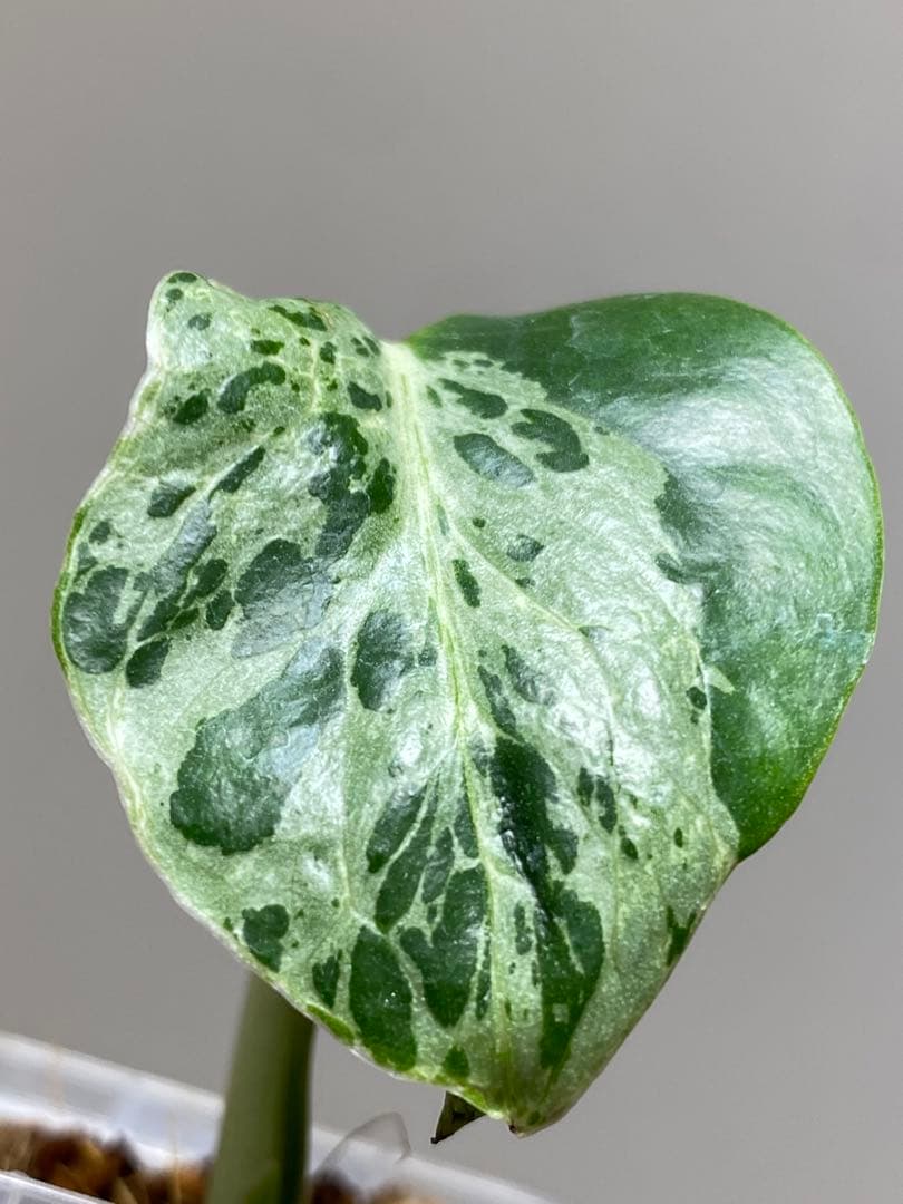 ①【全葉斑入り‼️】モンステラ　デリシオーサ　バルバソー　フシギダネ/ベトシオーサ