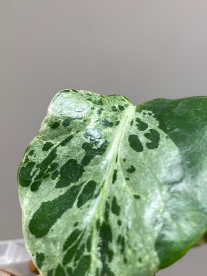 ①【全葉斑入り‼️】モンステラ　デリシオーサ　バルバソー　フシギダネ/ベトシオーサ