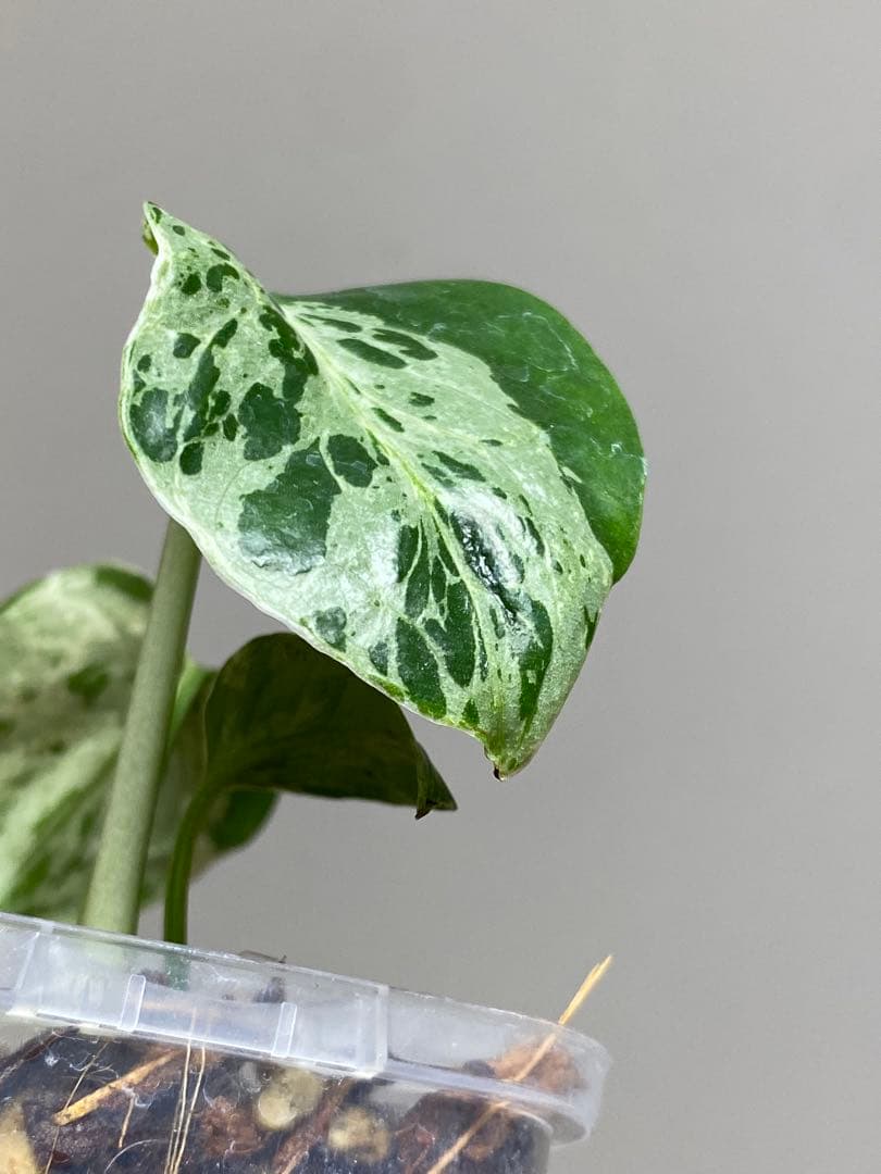 ①【全葉斑入り‼️】モンステラ　デリシオーサ　バルバソー　フシギダネ/ベトシオーサ