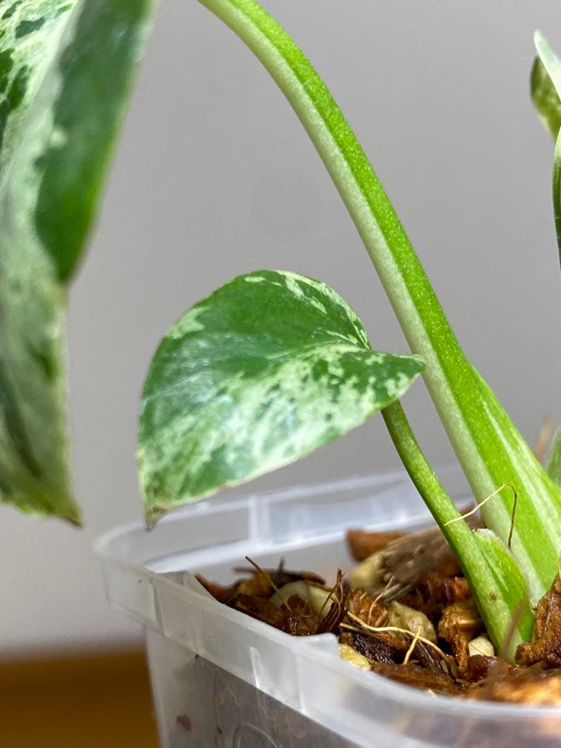 ①【全葉斑入り‼️】モンステラ　デリシオーサ　バルバソー　フシギダネ/ベトシオーサ