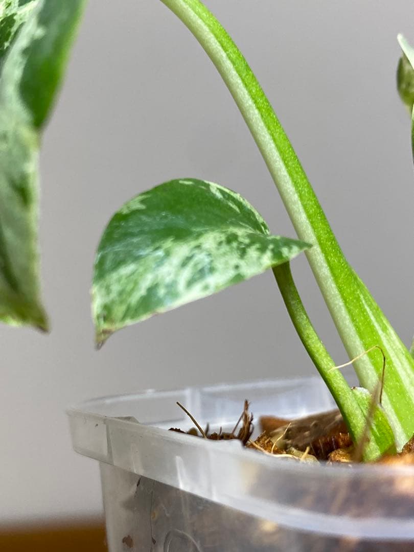 ①【全葉斑入り‼️】モンステラ　デリシオーサ　バルバソー　フシギダネ/ベトシオーサ