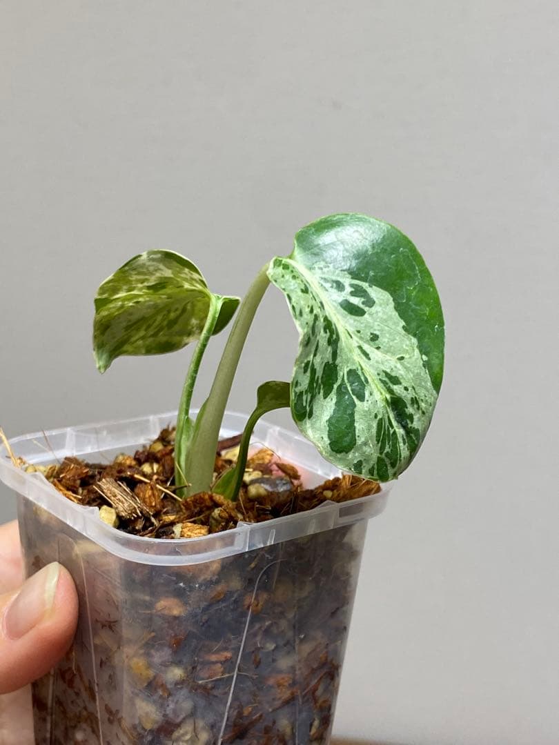 ①【全葉斑入り‼️】モンステラ　デリシオーサ　バルバソー　フシギダネ/ベトシオーサ