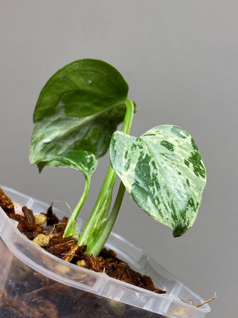 ①【全葉斑入り‼️】モンステラ　デリシオーサ　バルバソー　フシギダネ/ベトシオーサ