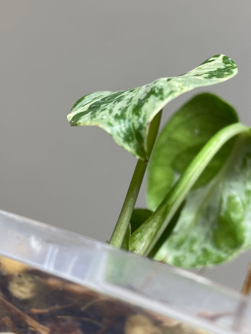 ①【全葉斑入り‼️】モンステラ　デリシオーサ　バルバソー　フシギダネ/ベトシオーサ