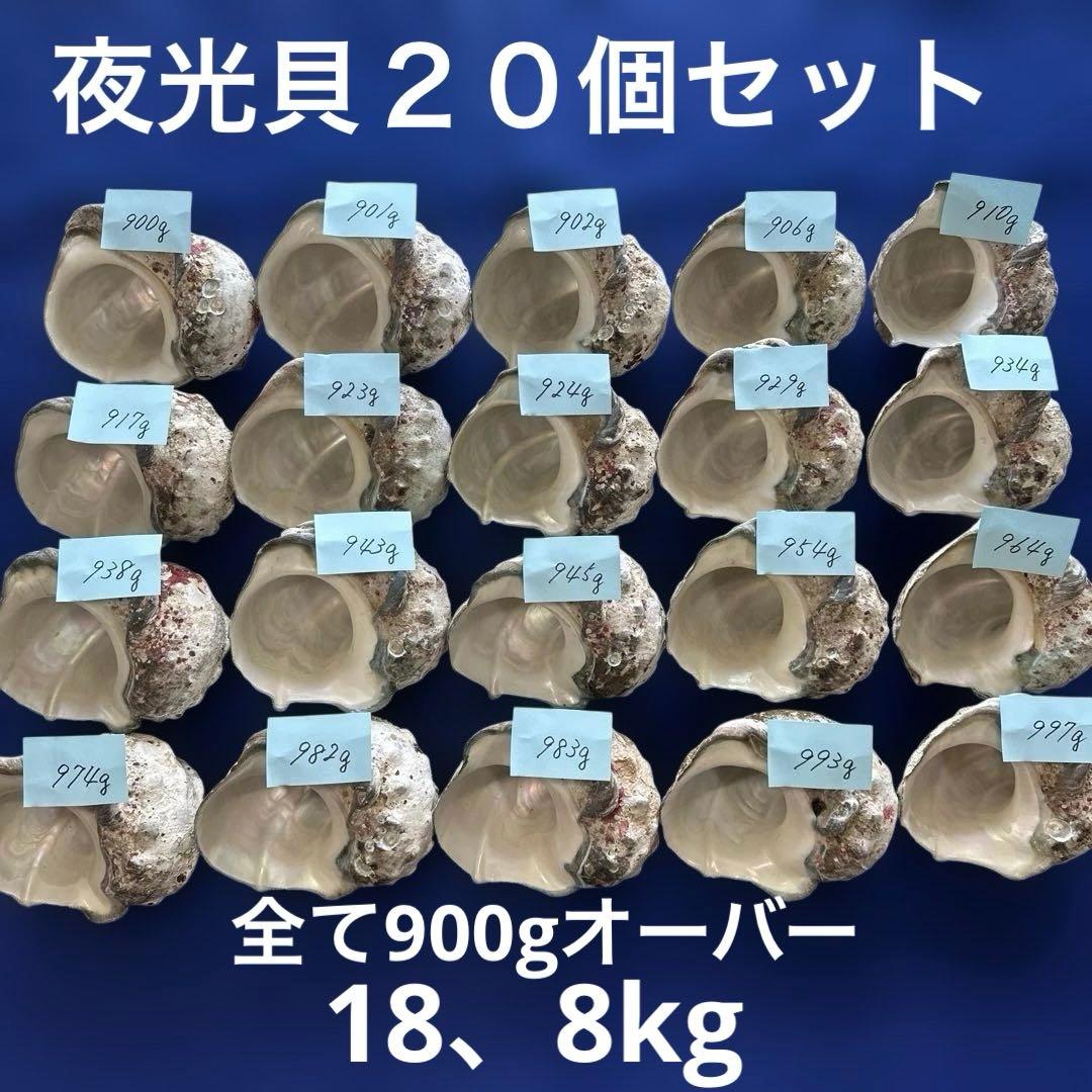夜光貝　ヤコウ貝　まとめ売り　20個　18、8kg アクセサリー　ルアー
