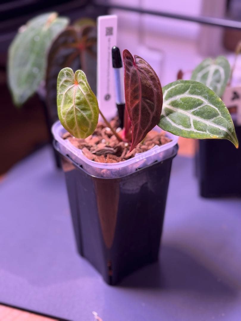 アンスリウム　Anthurium \"Red Crystallinum'