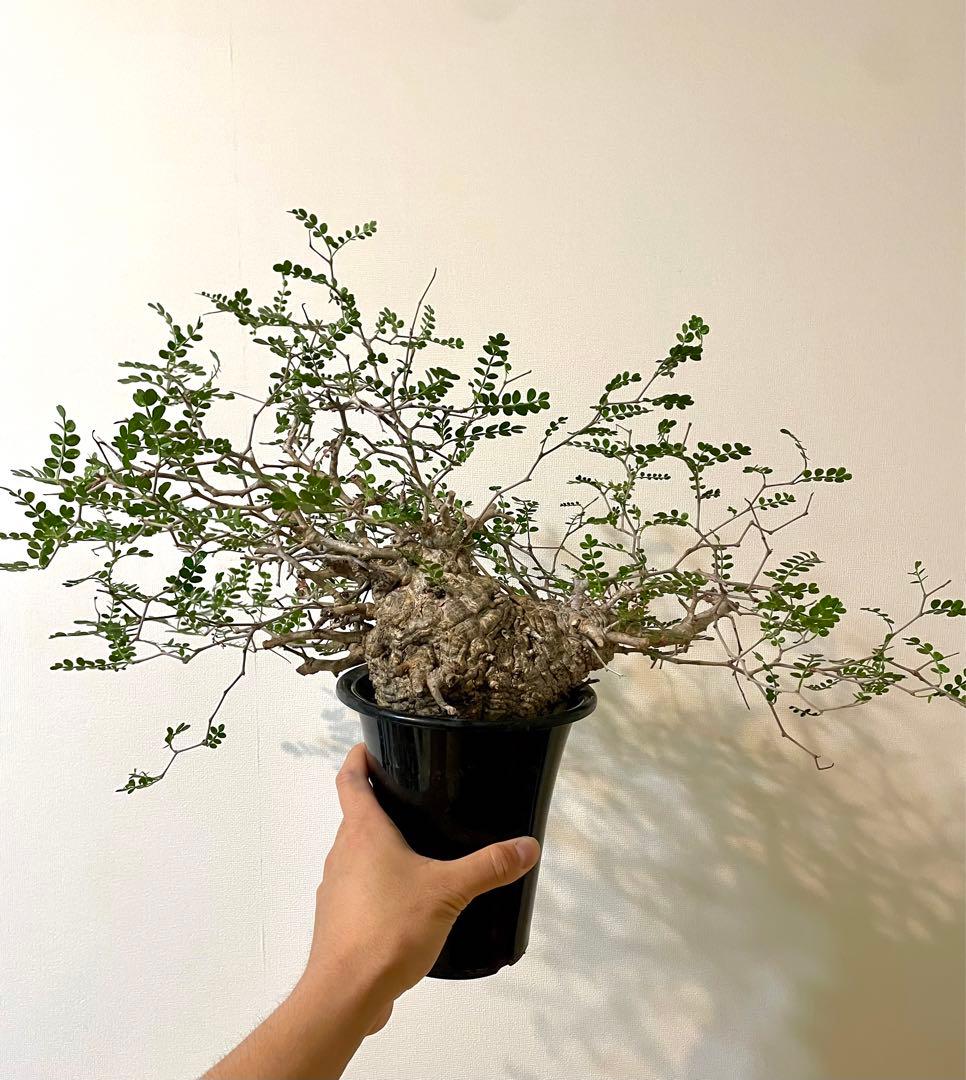 落葉中【コレクション株】オペルクリカリア パキプス 現地株