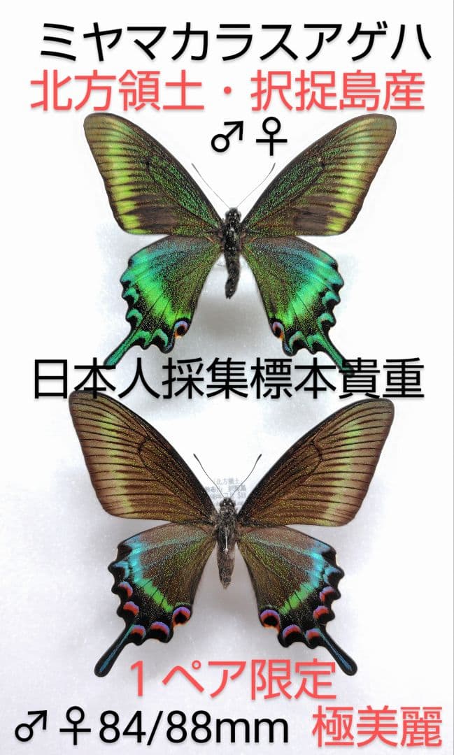 ミヤマカラスアゲハ♂♀標本★北方領土択捉島産★ 日本人採集標本データ付夏型