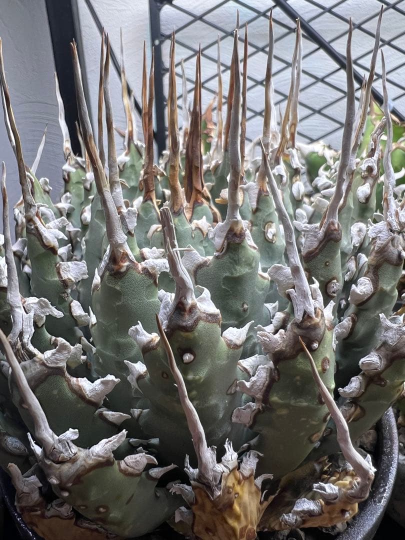 [活着済]アガベ ユタエンシス　エボリスピナ　4号サイズ