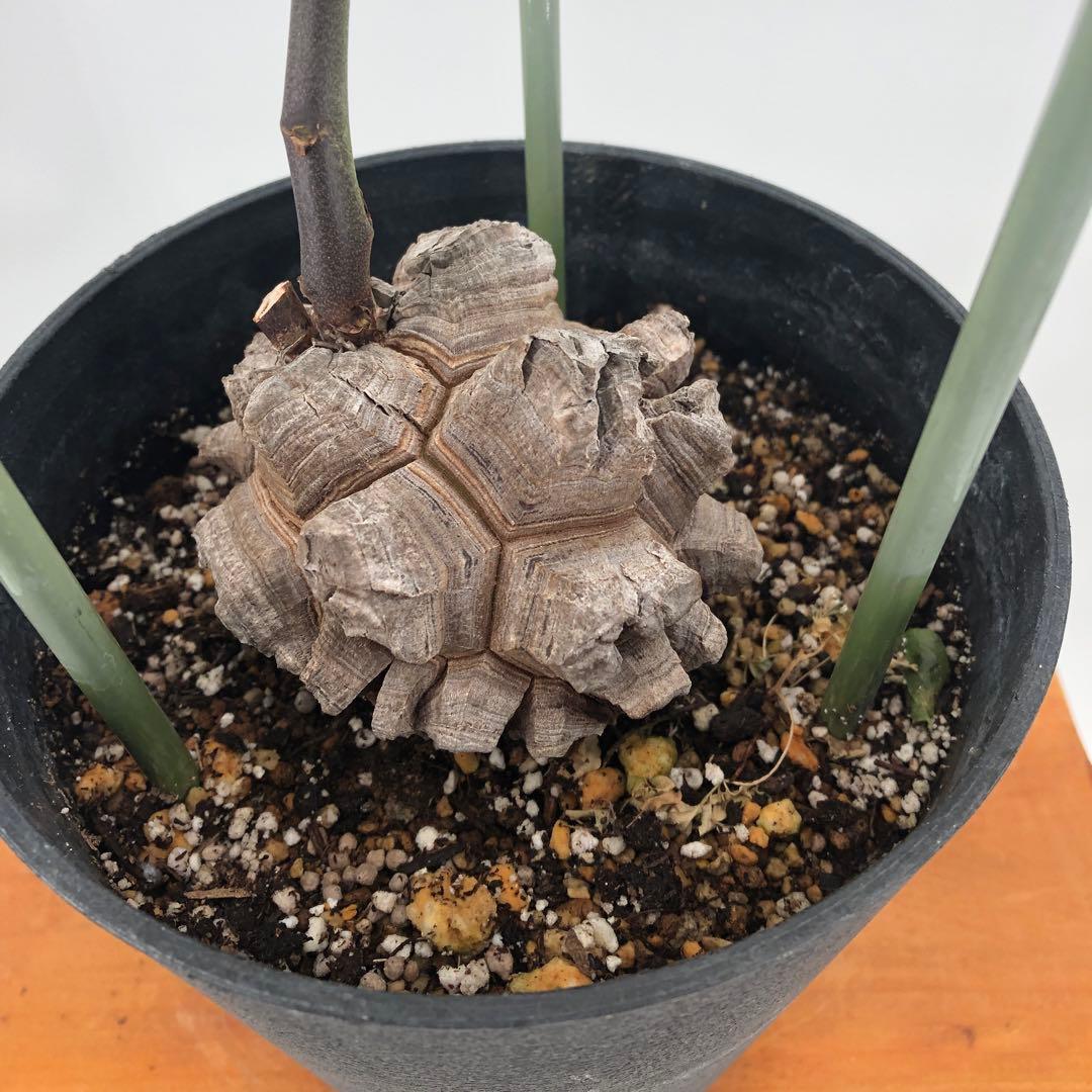 ② アフリカ亀甲竜　5号