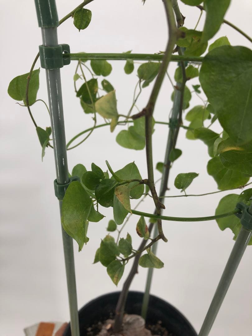 ② アフリカ亀甲竜　5号