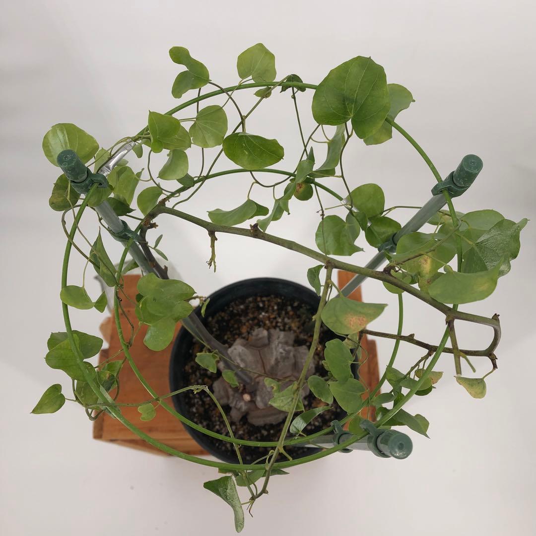 ② アフリカ亀甲竜　5号