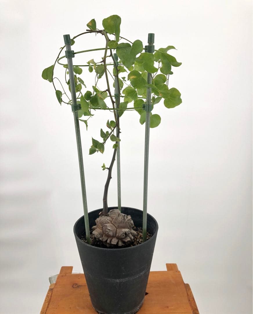 ② アフリカ亀甲竜　5号