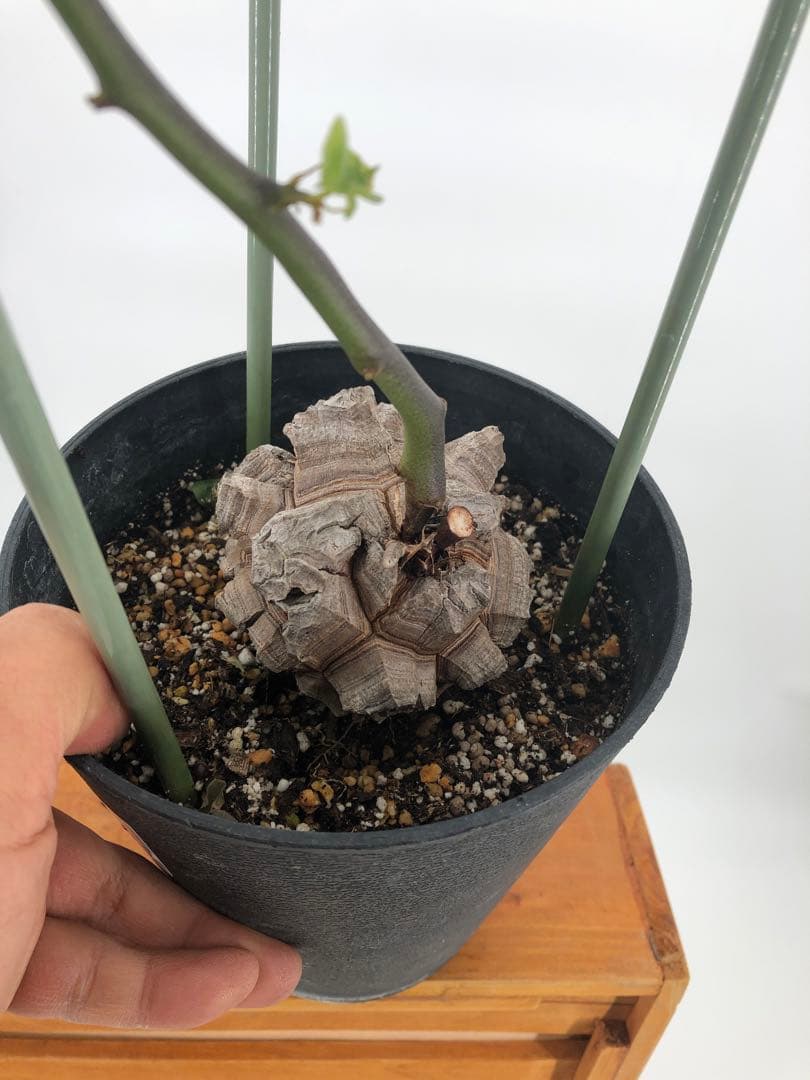 ② アフリカ亀甲竜　5号