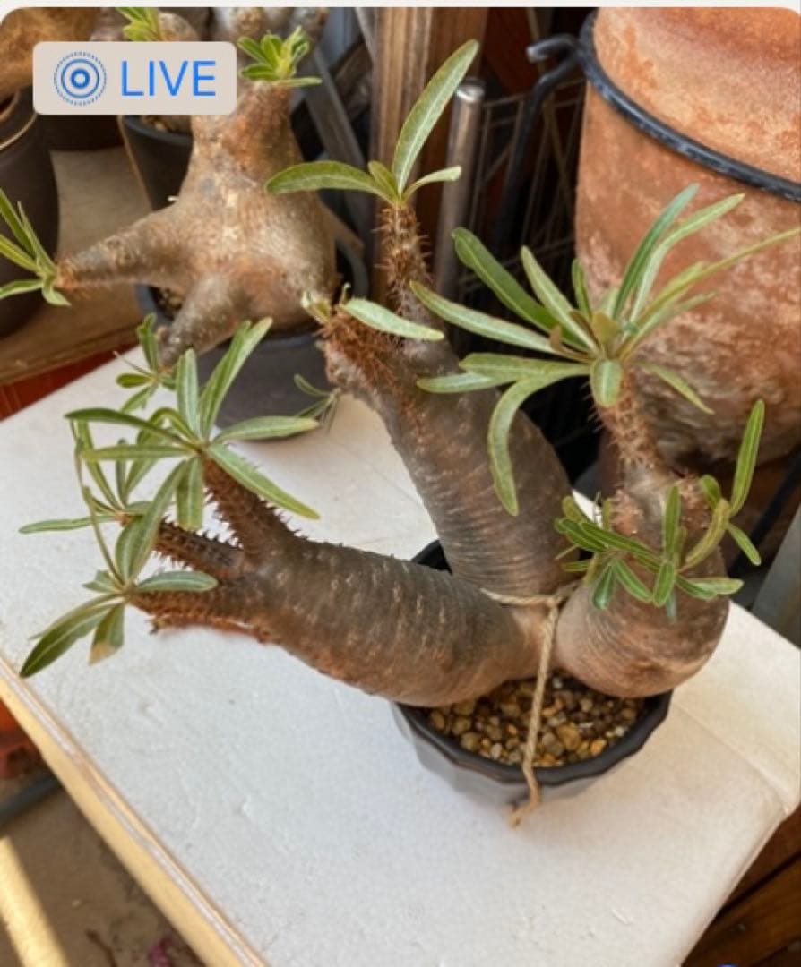 グラキリス多頭トリプルヘッド 現地球