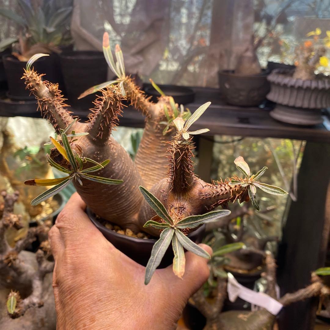 グラキリス多頭トリプルヘッド 現地球