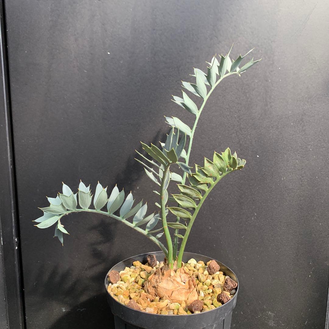 【南アフリカ産】エンセファラルトス・ホリダス（No3-20）