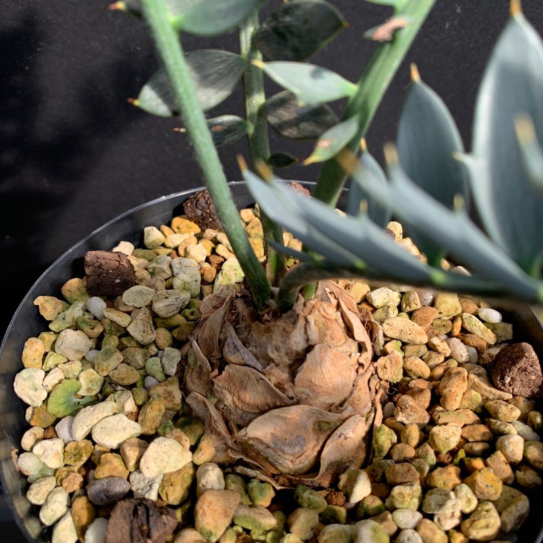 【南アフリカ産】エンセファラルトス・ホリダス（No3-20）