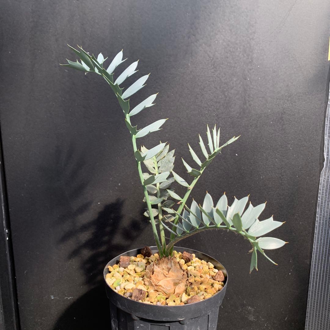 【南アフリカ産】エンセファラルトス・ホリダス（No3-20）