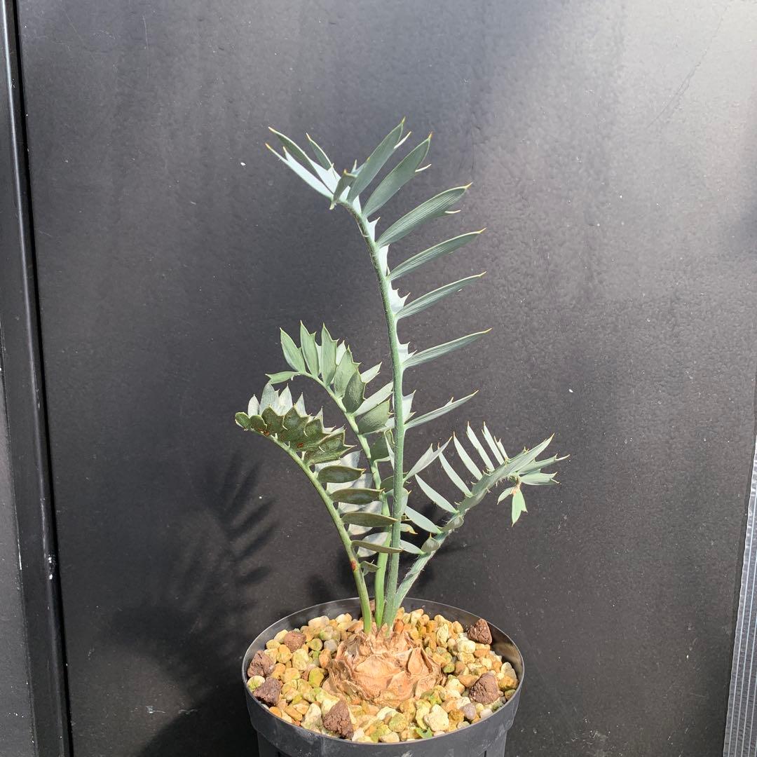 【南アフリカ産】エンセファラルトス・ホリダス（No3-20）