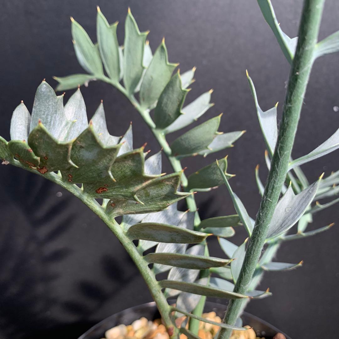 【南アフリカ産】エンセファラルトス・ホリダス（No3-20）