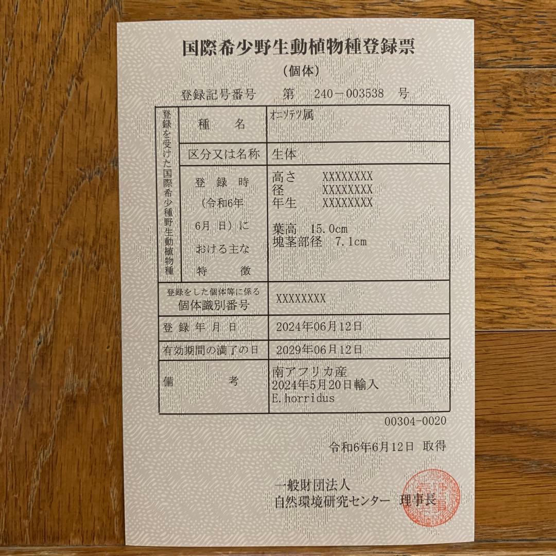 【南アフリカ産】エンセファラルトス・ホリダス（No3-20）