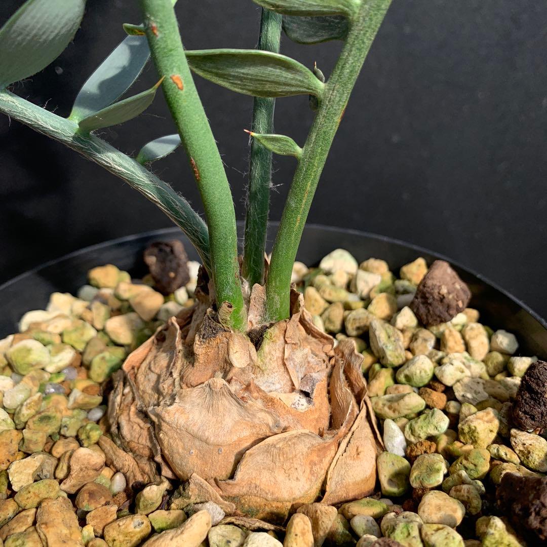 【南アフリカ産】エンセファラルトス・ホリダス（No3-20）