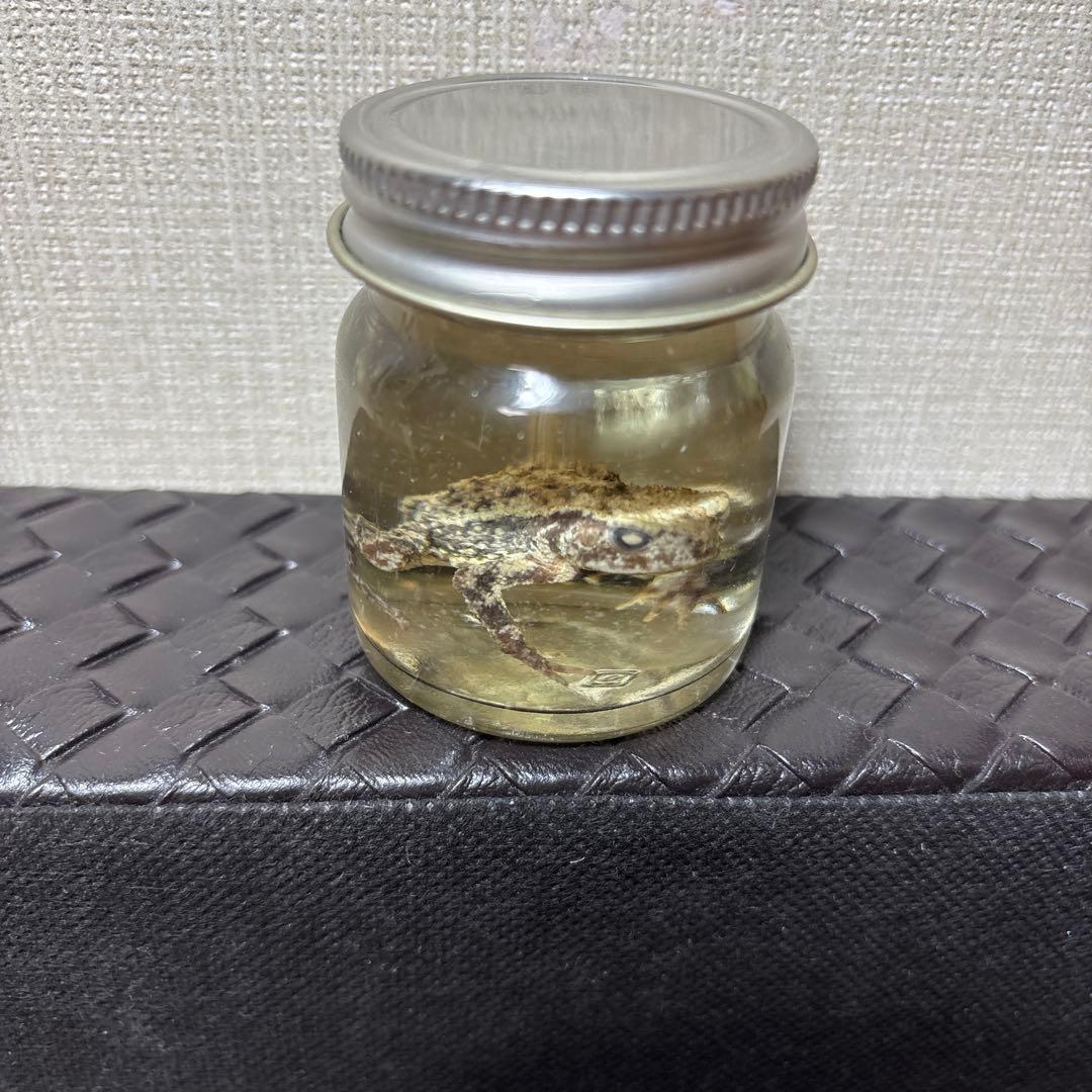 カエルの標本 ガラス製 約6cm ミヤコヒキガエル