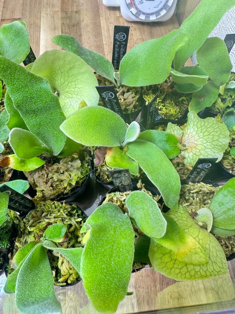 ビカクシダ　15種　②