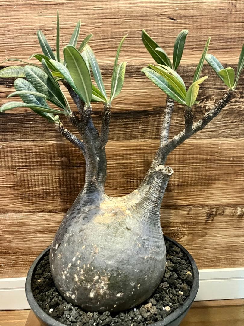 パキポディウム グラキリス　現地球　発根済