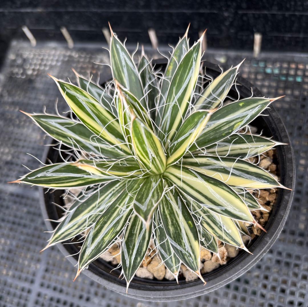 メルカリ便発送‼︎　王妃乱れ雪錦　鉢付き発送‼︎