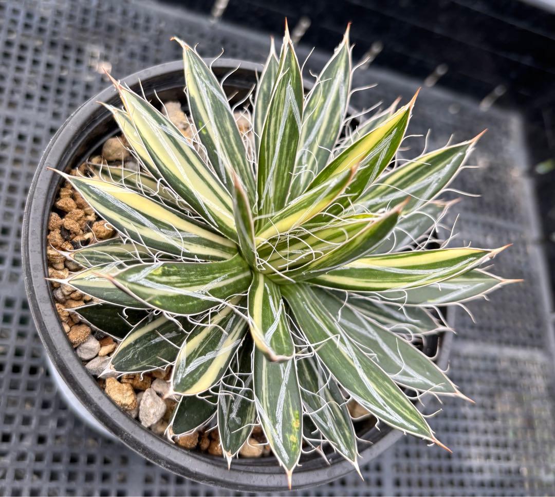 メルカリ便発送‼︎　王妃乱れ雪錦　鉢付き発送‼︎