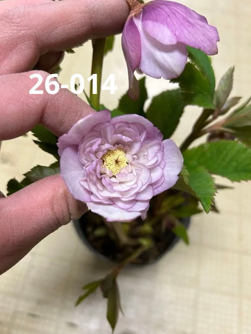 ディオーネ クリスマスローズ 加藤農園 同梱可能