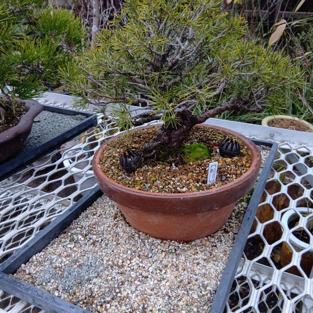 黒松盆栽（スェーデン黒松）中品盆栽（実生から持ち込みかなり古い）インテリア用