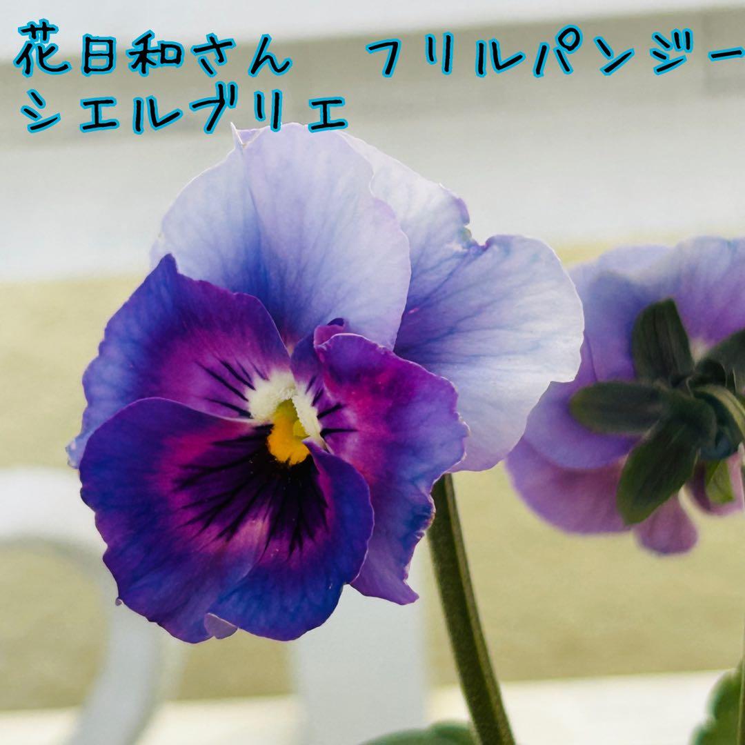 Ｋ３５♥花日和さん　シエルブリエ♥花苗ポットごと発送♥